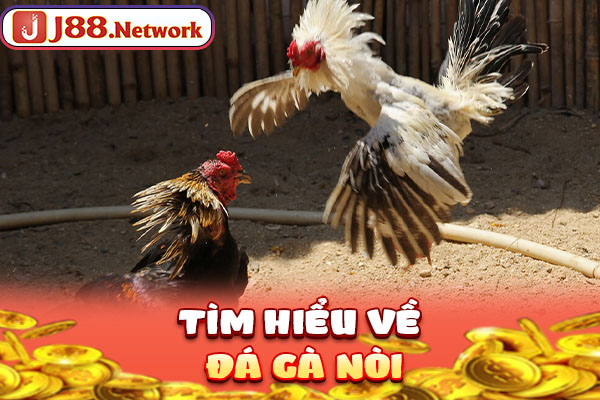 Tìm hiểu về đá gà nòi